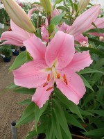 [4194 Striker No202.JPG]